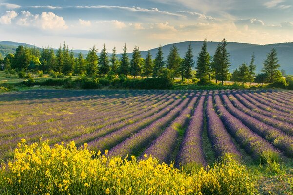 Lavender field on the background of trees