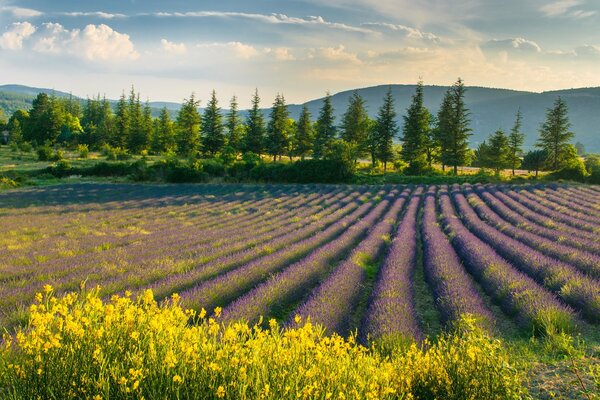 Campo de lavanda en el fondo de los árboles