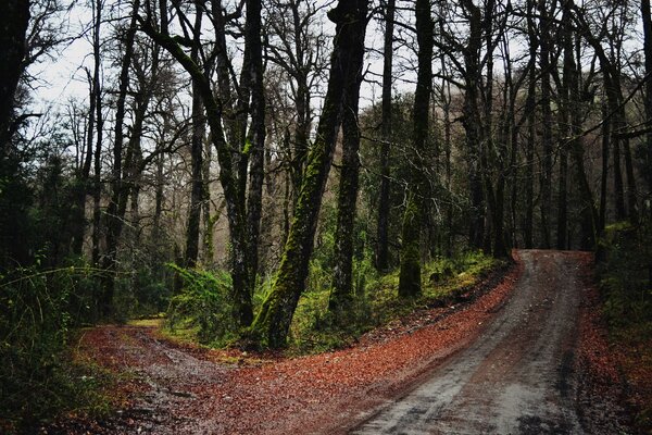 Photo of the landscape of the autumn road in the forest