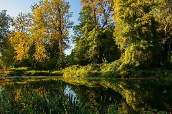 Landscape of a river in the middle of a forest