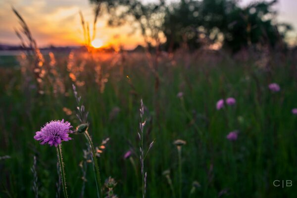 Increíblemente hermosas flores en el campo y la puesta de sol