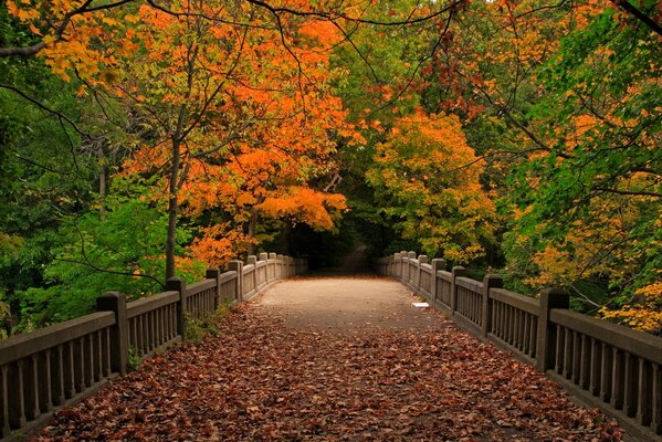 A walk through the autumn park chere bridge and a beautiful view of falling leaves