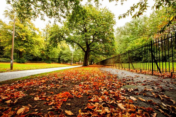 Un paseo por el parque de otoño, alrededor de árboles de colores y hojas caídas