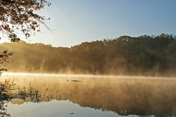 Morning fog over the lake