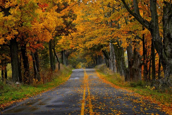 Paseo de otoño por el parque