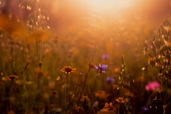 Fiori selvatici al sole