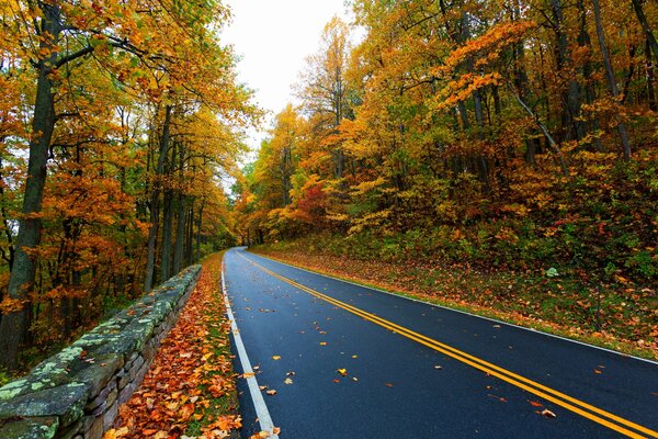 Route sur fond d arbres d automne