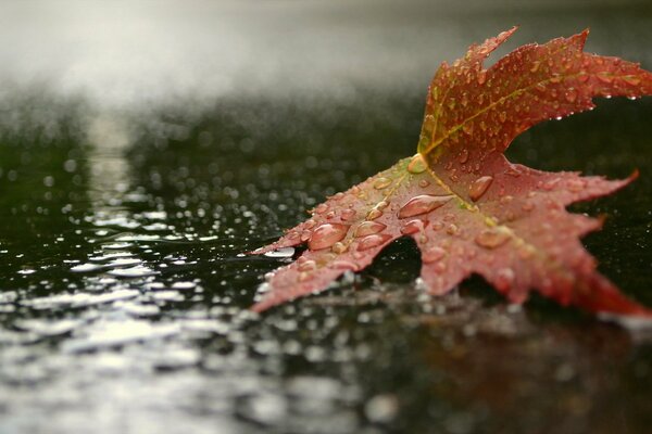 Feuille d érable rouge solitaire sur l asphalte sous la pluie