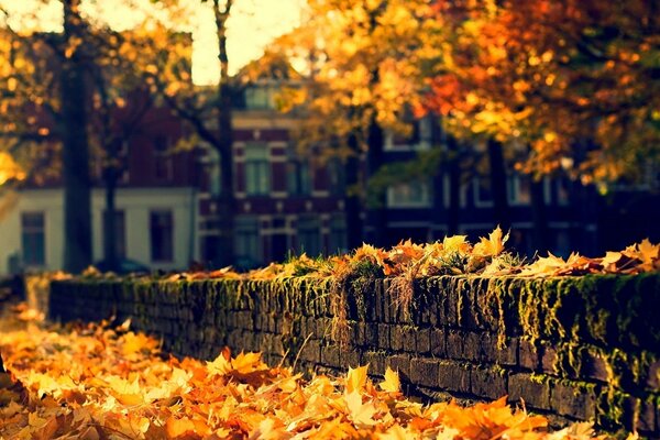 L automne est tombé dans les rues de la ville, la couleur de la feuille dans les tons jaune et orange