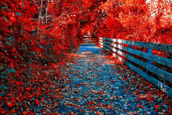 Crimson autumn on the bridge