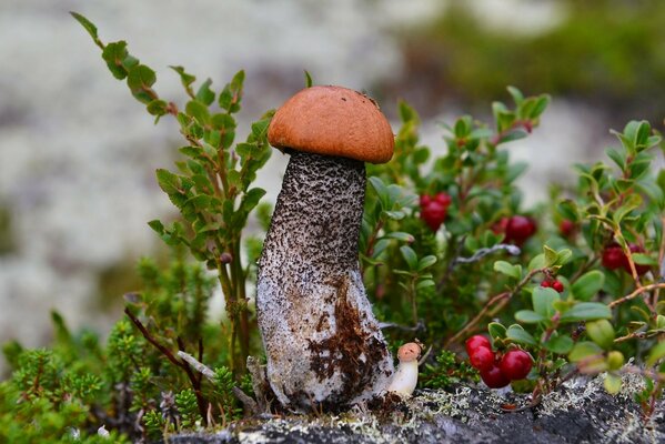 One big red-headed, very small to his right, next to bushes with red cranberries on a blurry background