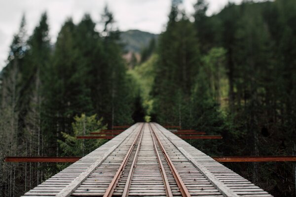 Suspended railway bridge going into the forest