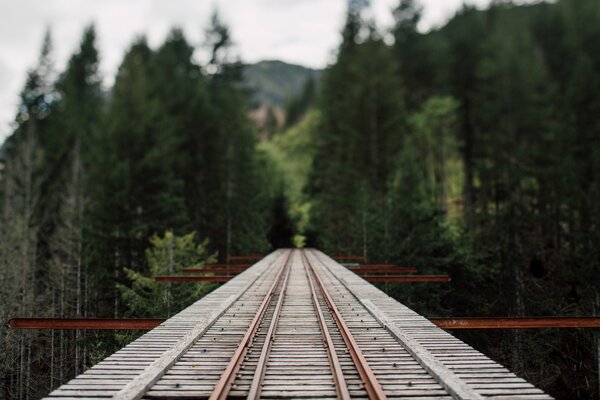 Pont ferroviaire suspendu sortant de la forêt