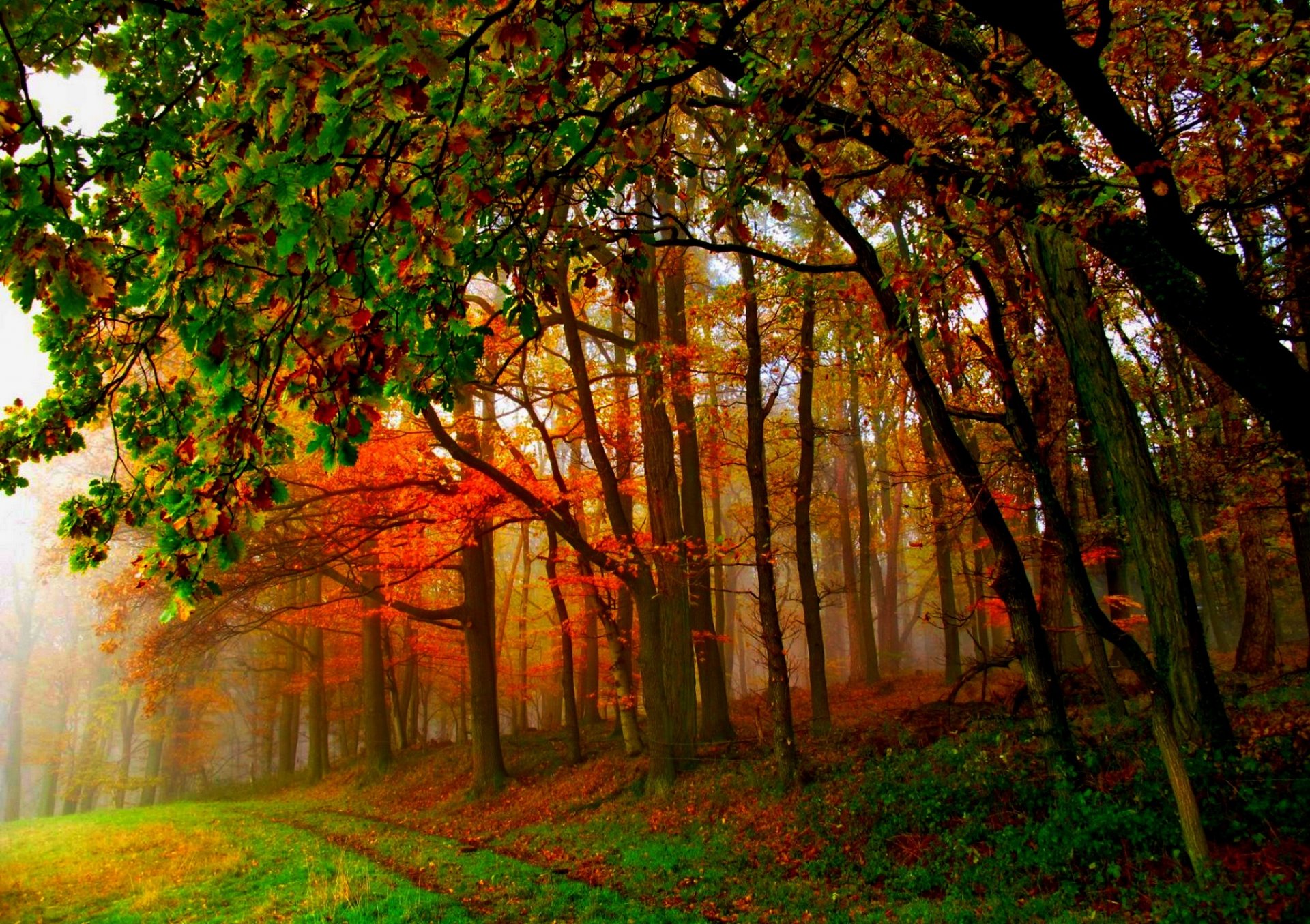 natura foresta parco alberi foglie colorato strada autunno caduta colori passeggiata