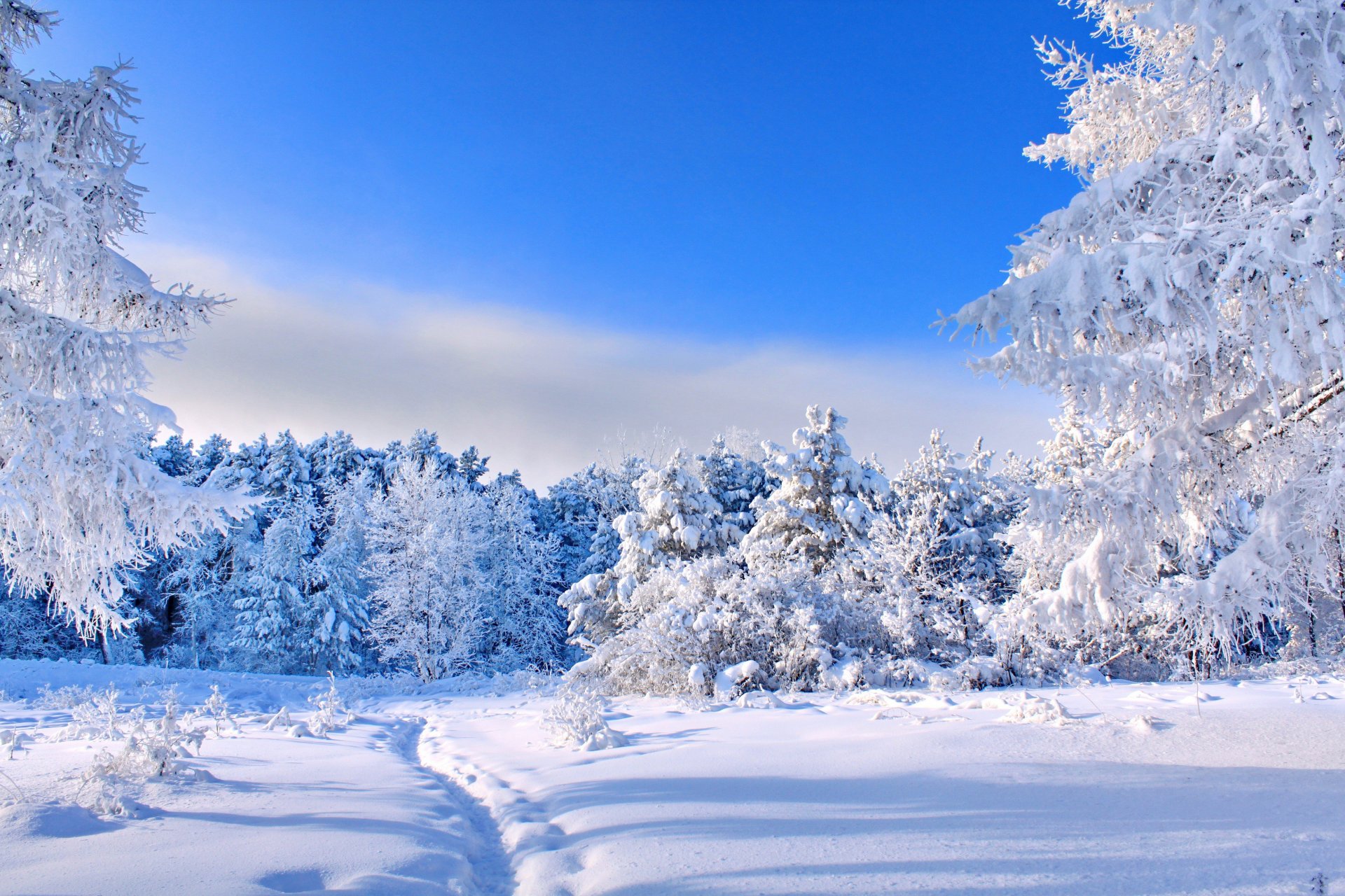 inverno neve alberi