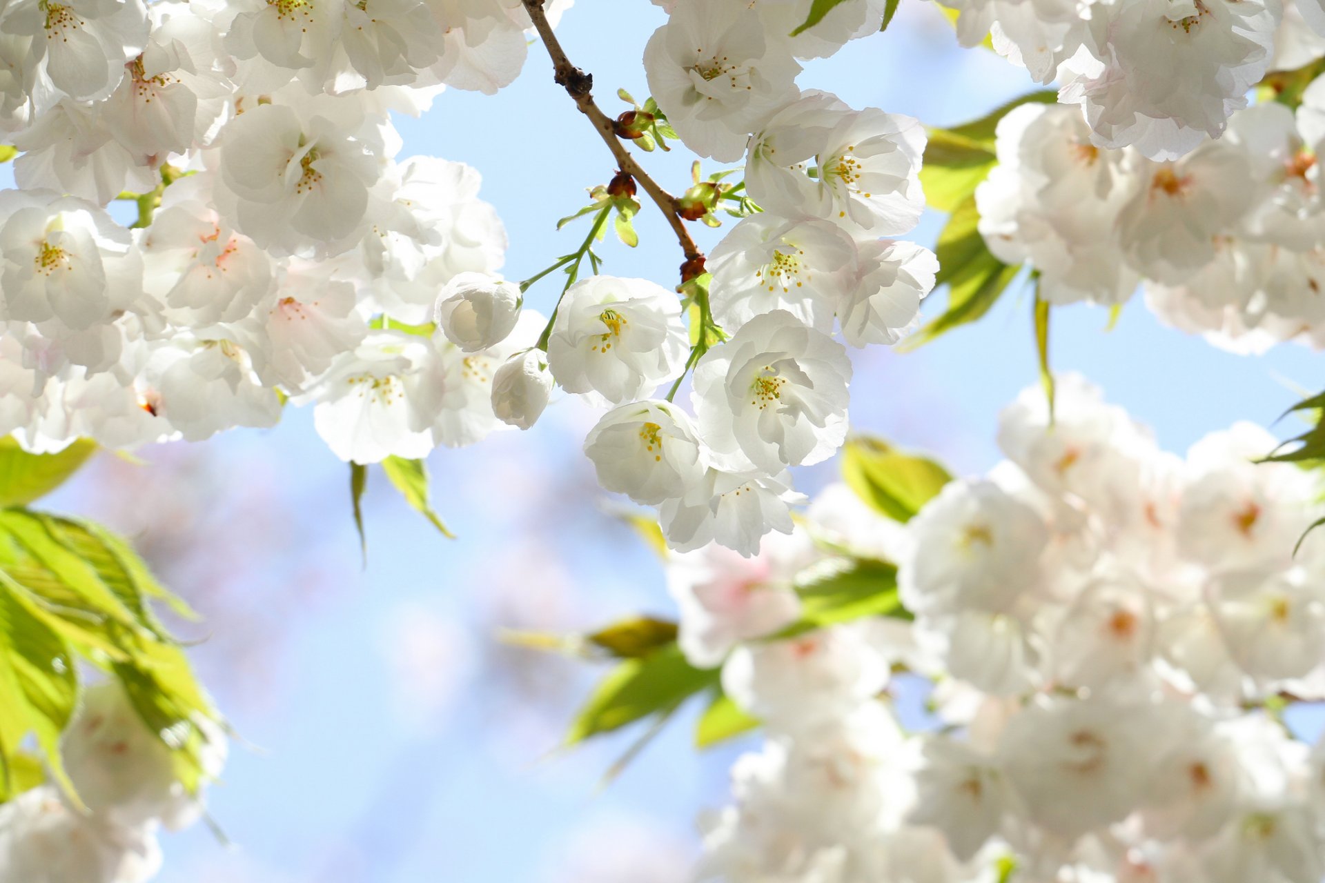 pring flower petals sakura branches leaves bloom