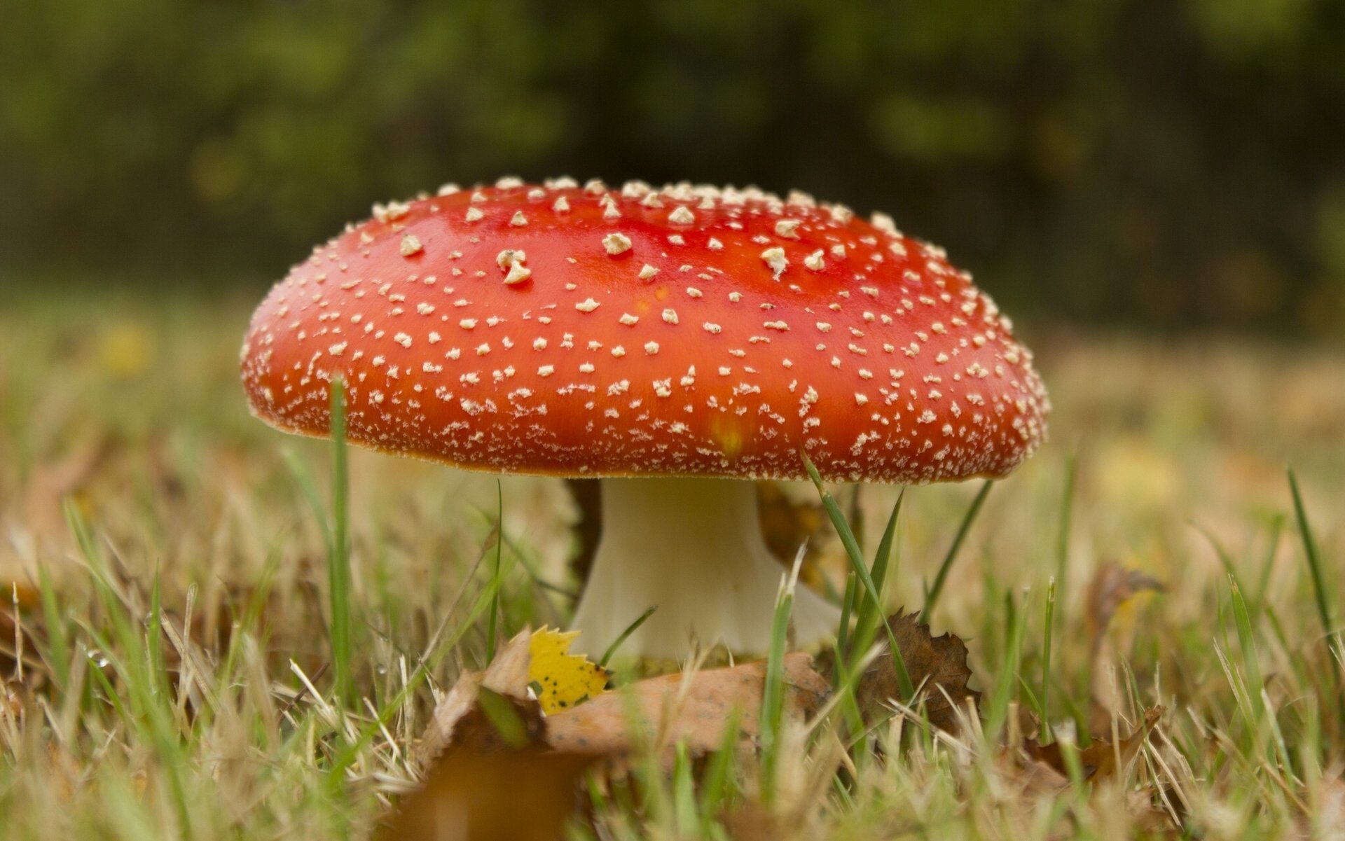 seta amanita macro hierba