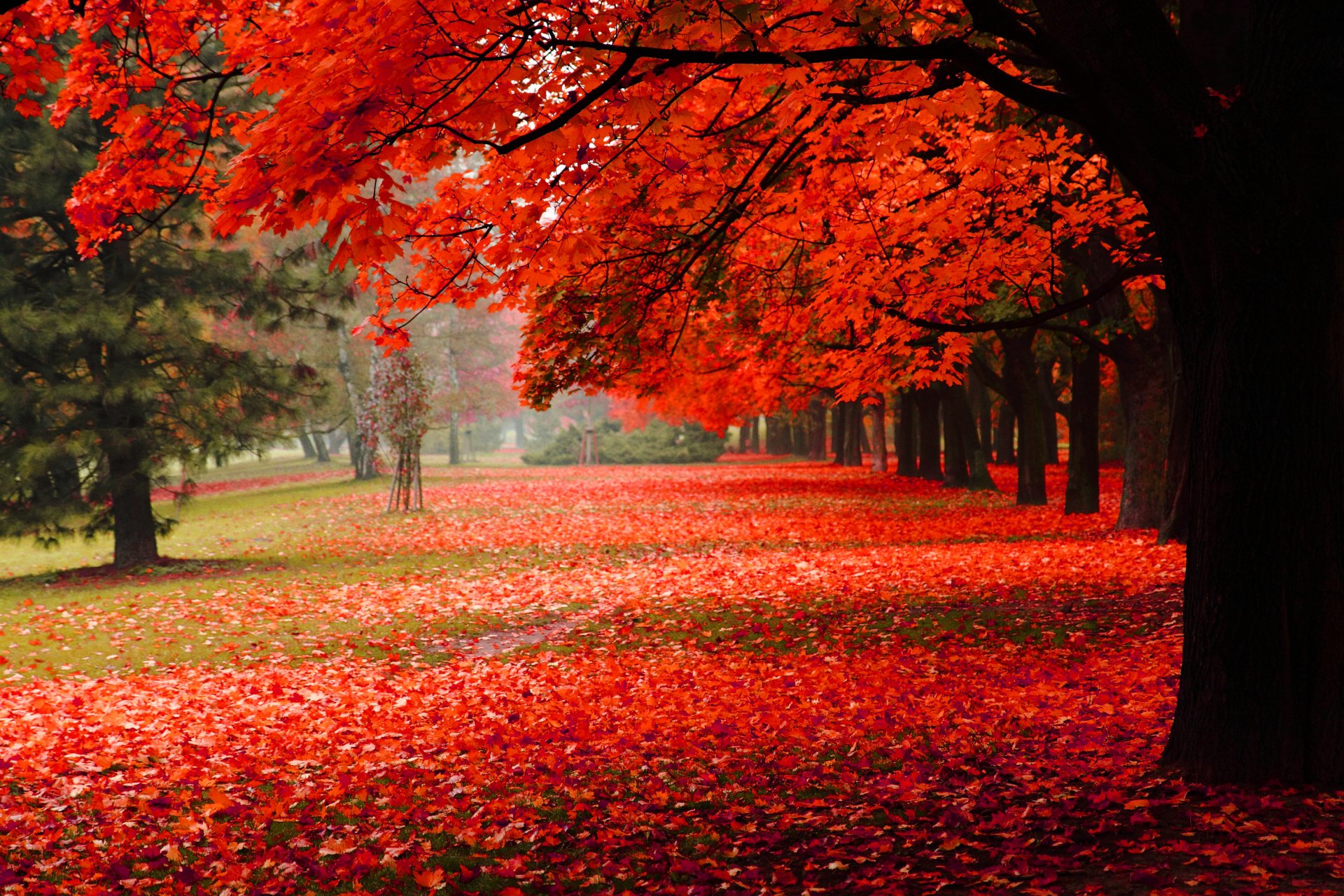 natura parco autunno fogliame