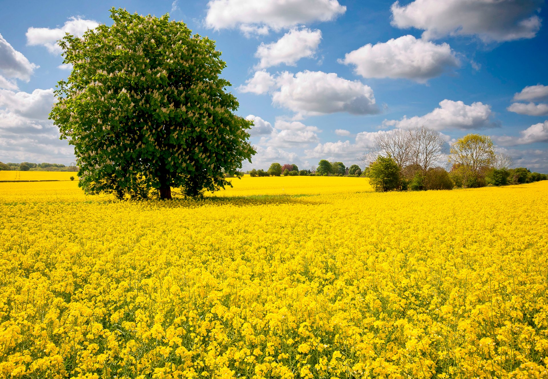 ky clouds the field meadow flower tree brown