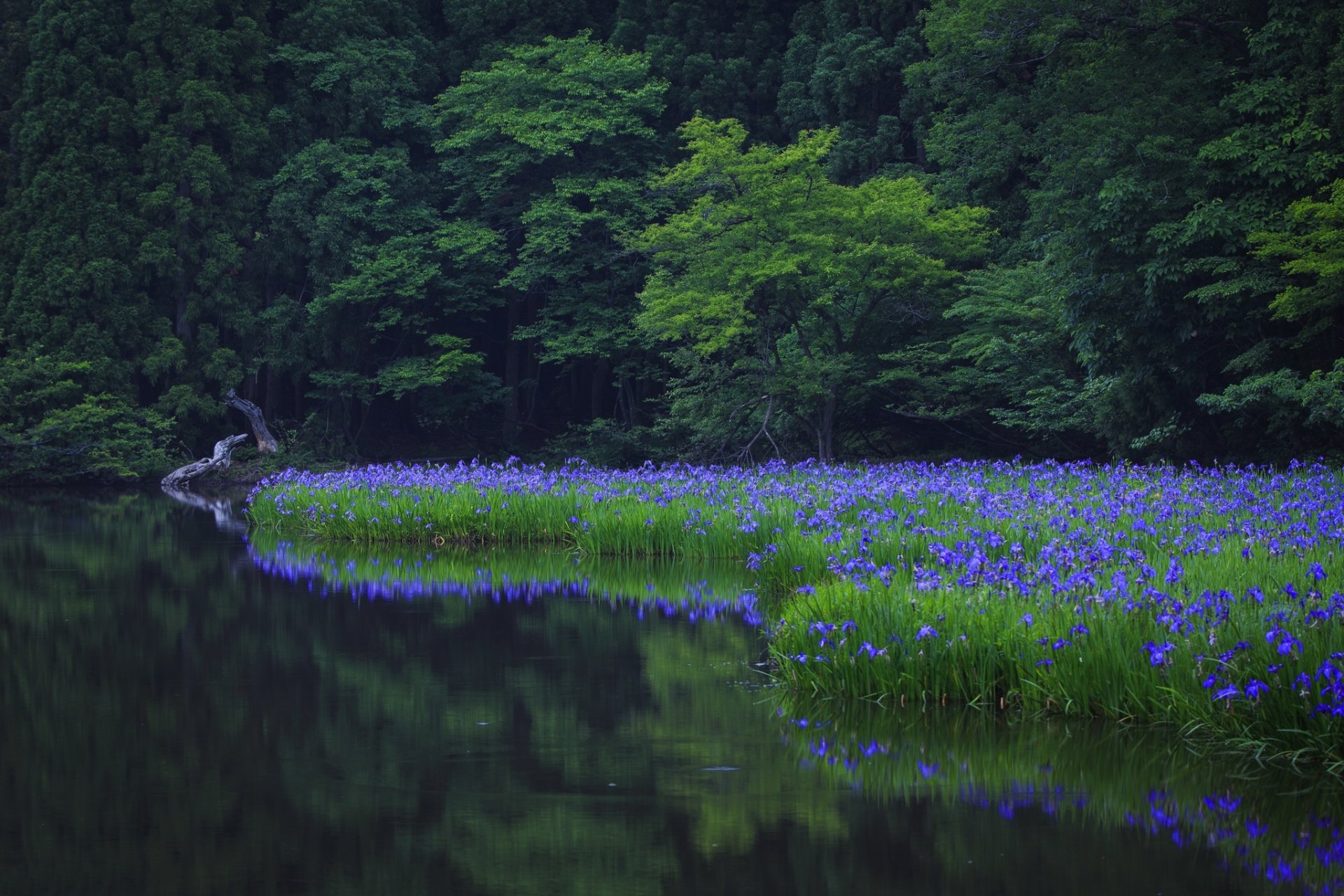 natura albero alberi verde parco acqua riflessione erba fiori verde