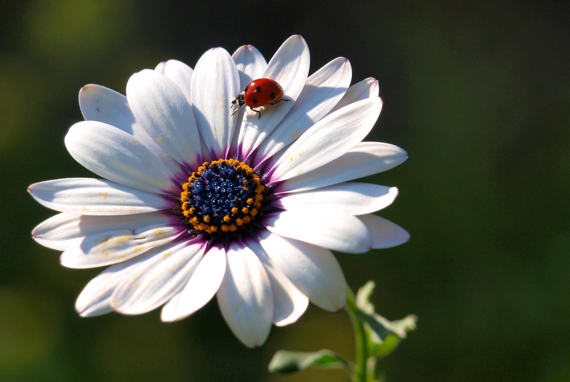 flower petals ladybug