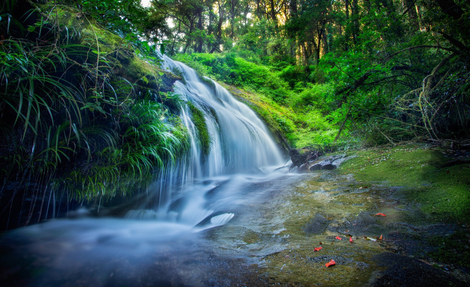 thailand forest leaves river waterfall stage feed tree stones processing