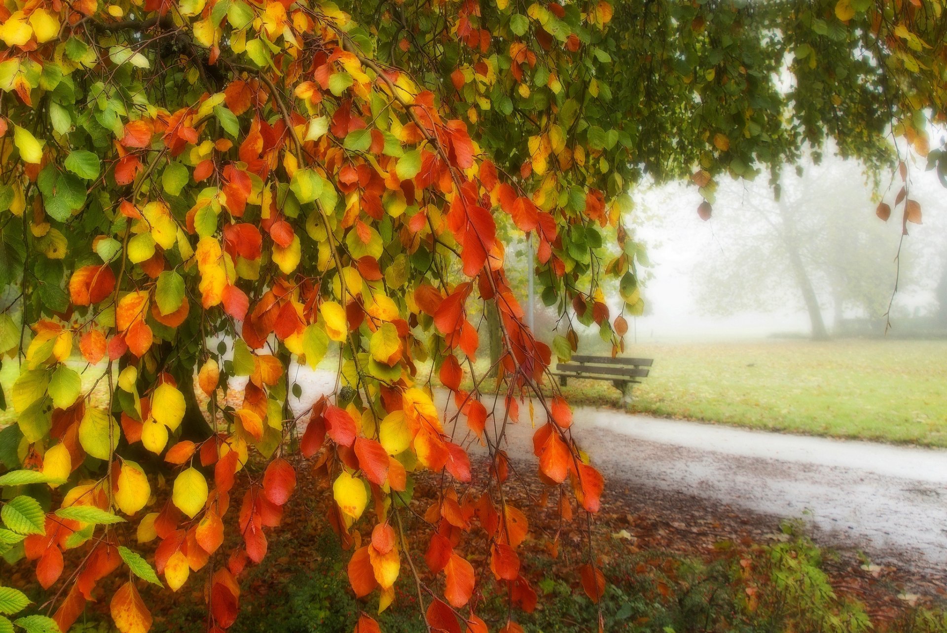 hojas árboles bosque parque hierba camino colores otoño paseo hdr naturaleza banco banco