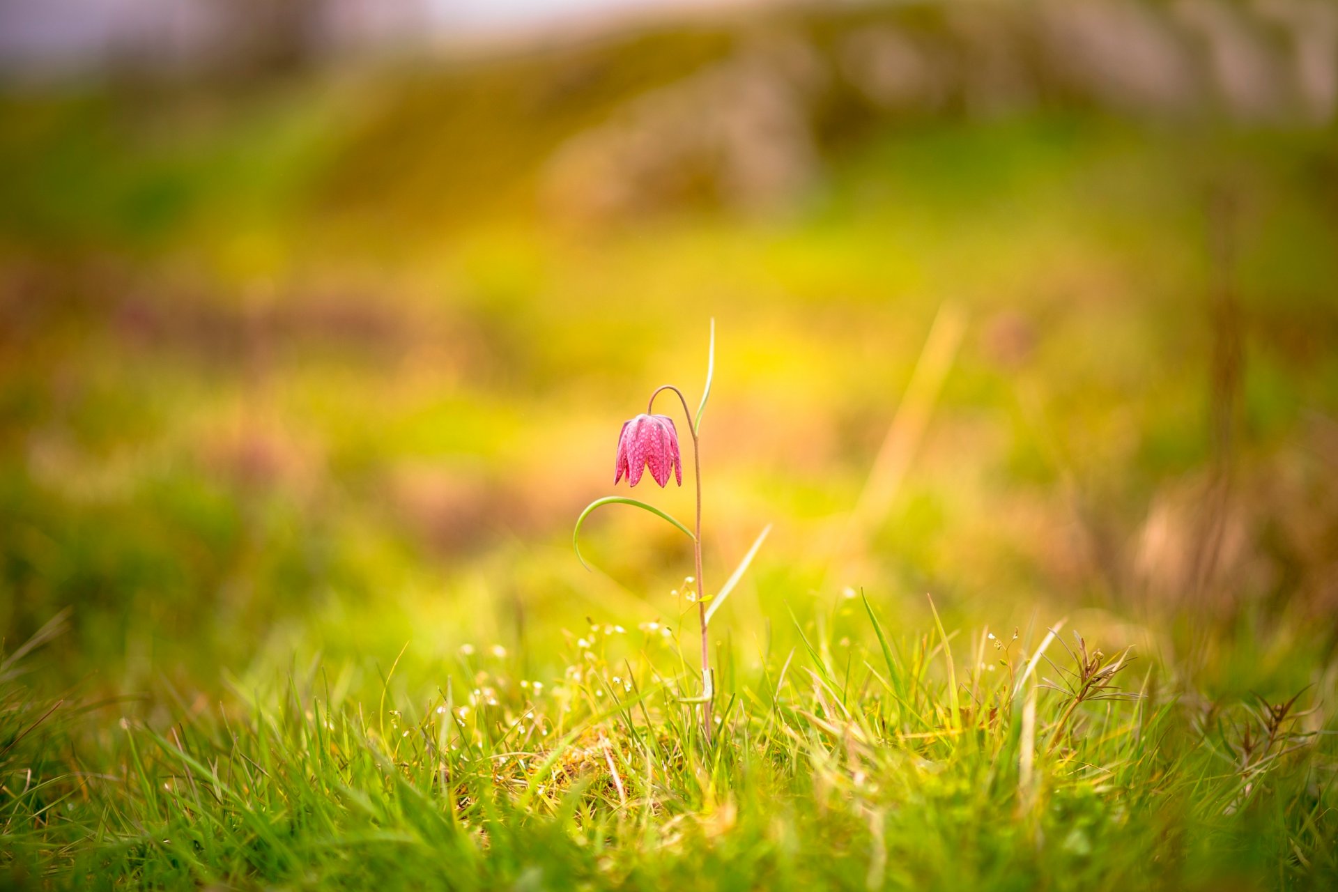 flower grass bokeh