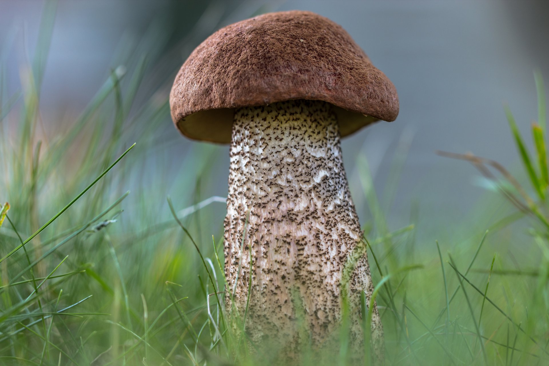 boletus mushroom forest grass nature