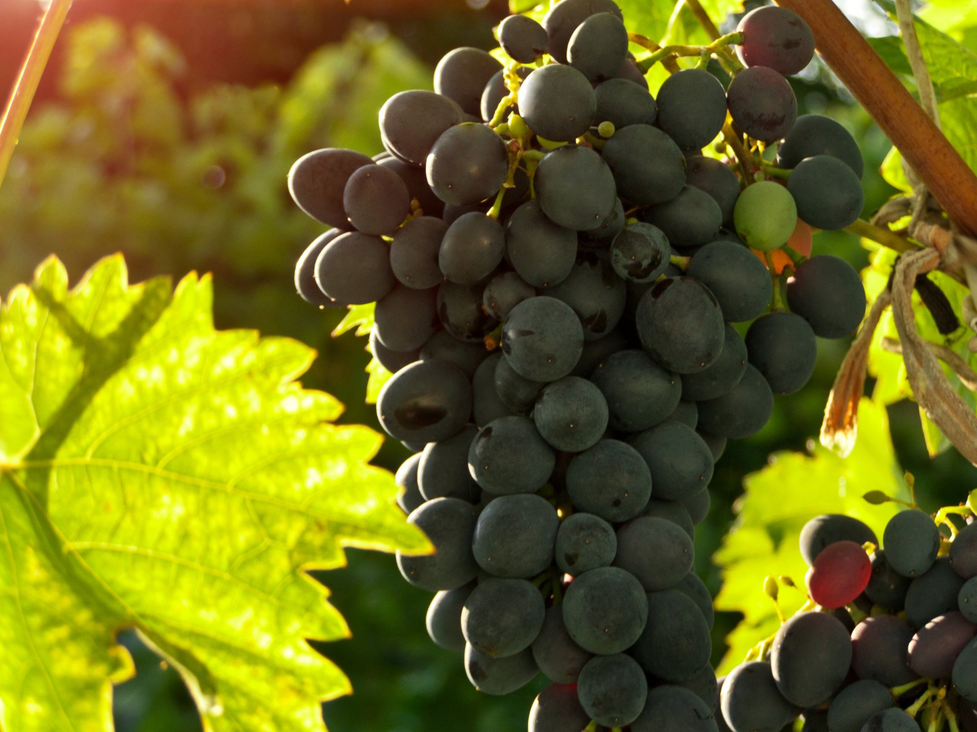 grapes bunch of clusters summer new bunch