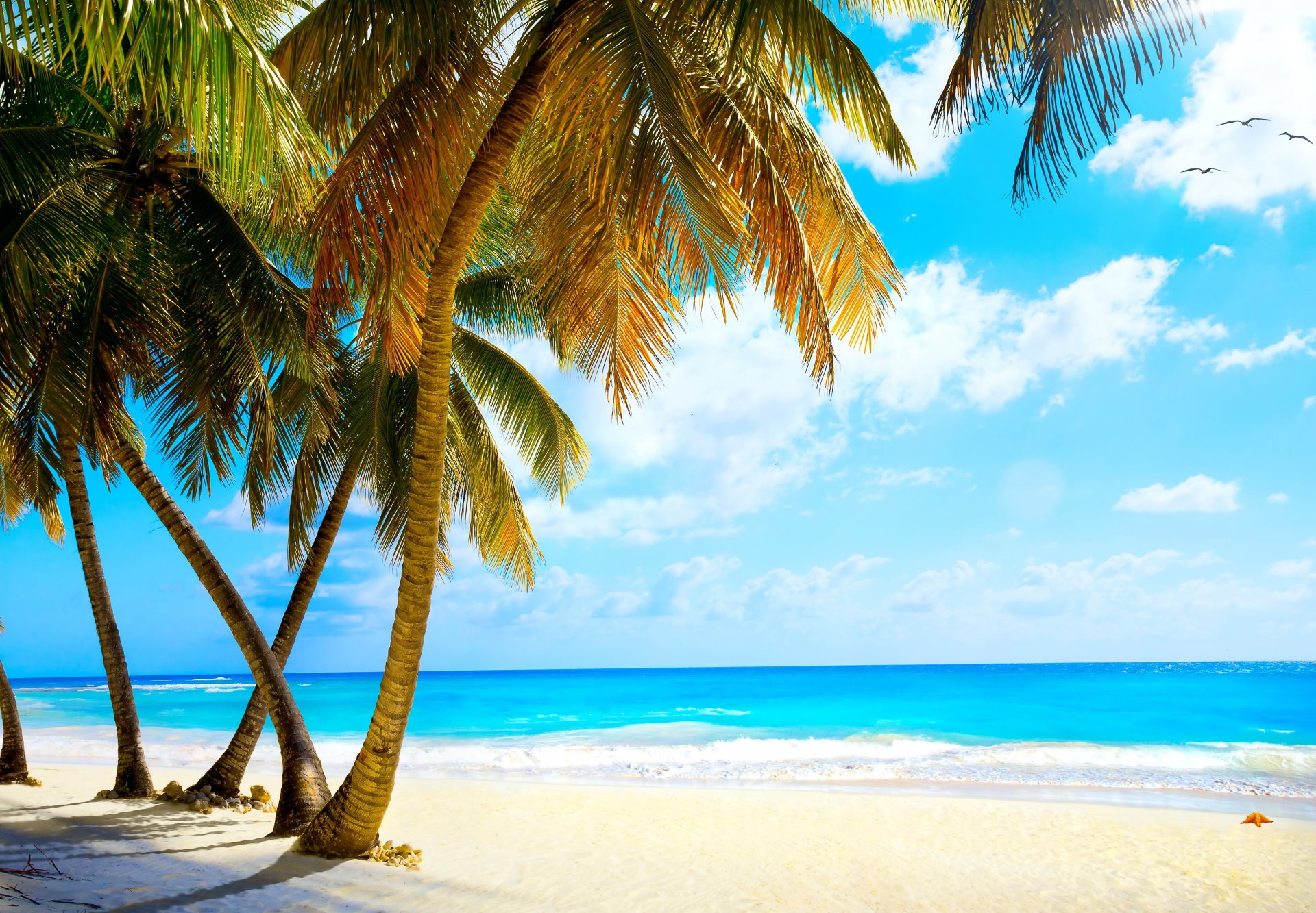 tropisch paradies strand palmen meer ozean im sommer urlaub tropen sand ufer