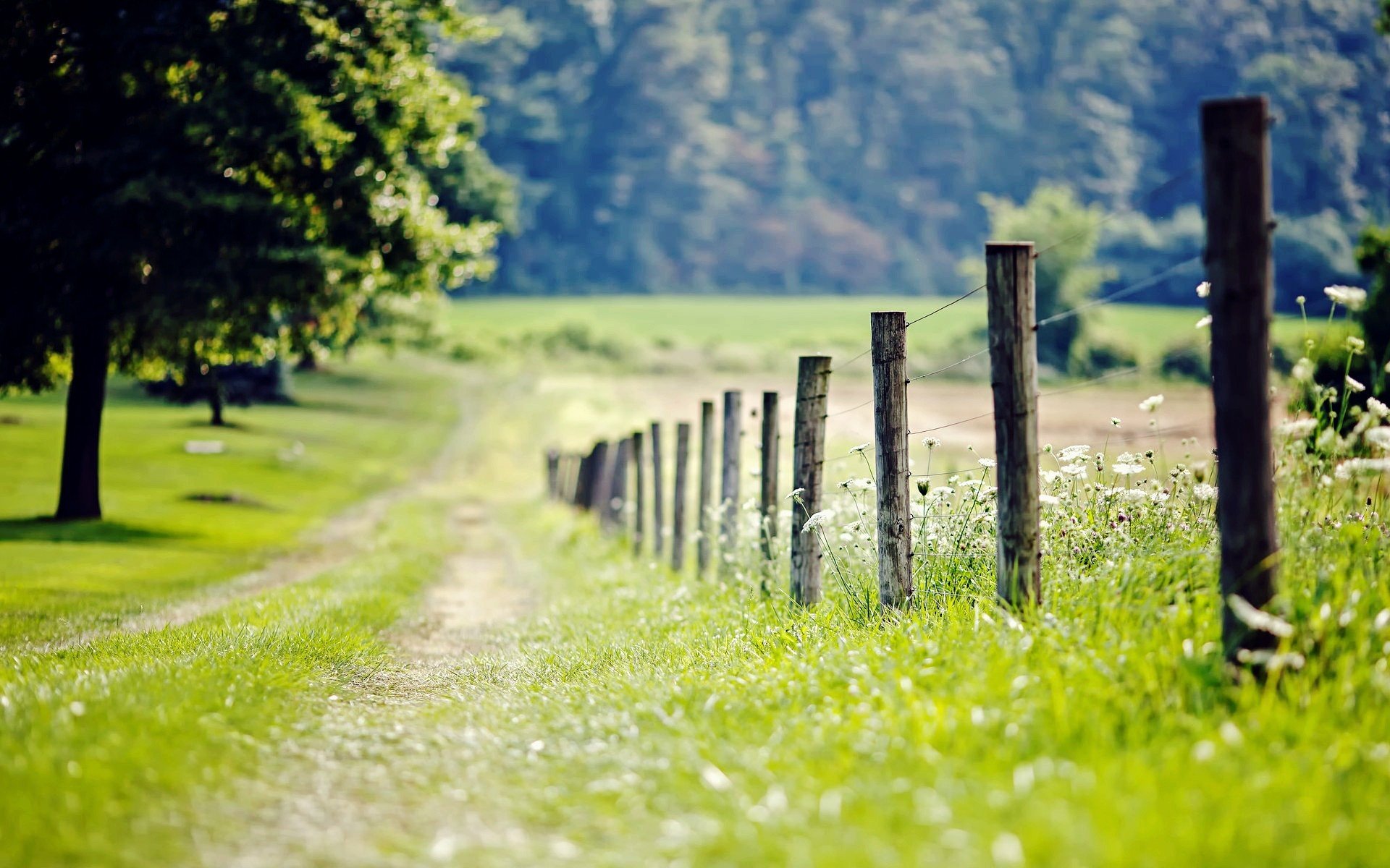 natura ogrodzenie ogrodzenie ogrodzenie łąka trawa zieleń drzewo drzewa liście liście kwiaty kwiaty dzień ścieżka rozmycie tło tapeta panoramiczny pełny ekran panoramiczny