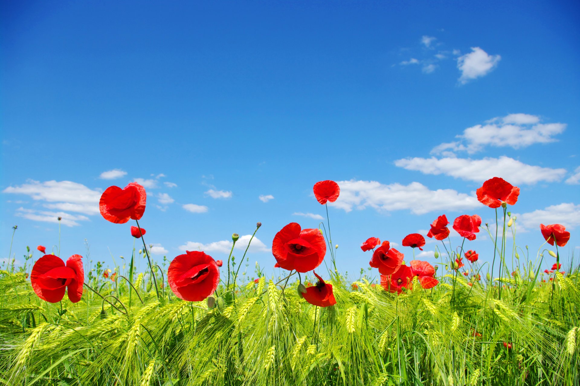 cielo nuvole campo prato papaveri spighe fiori petali