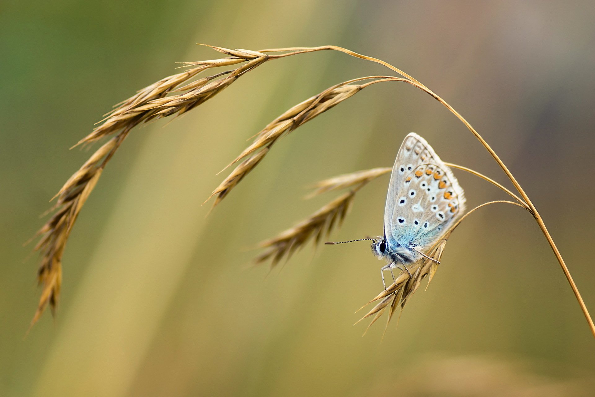 papillon herbe gros plan nature été