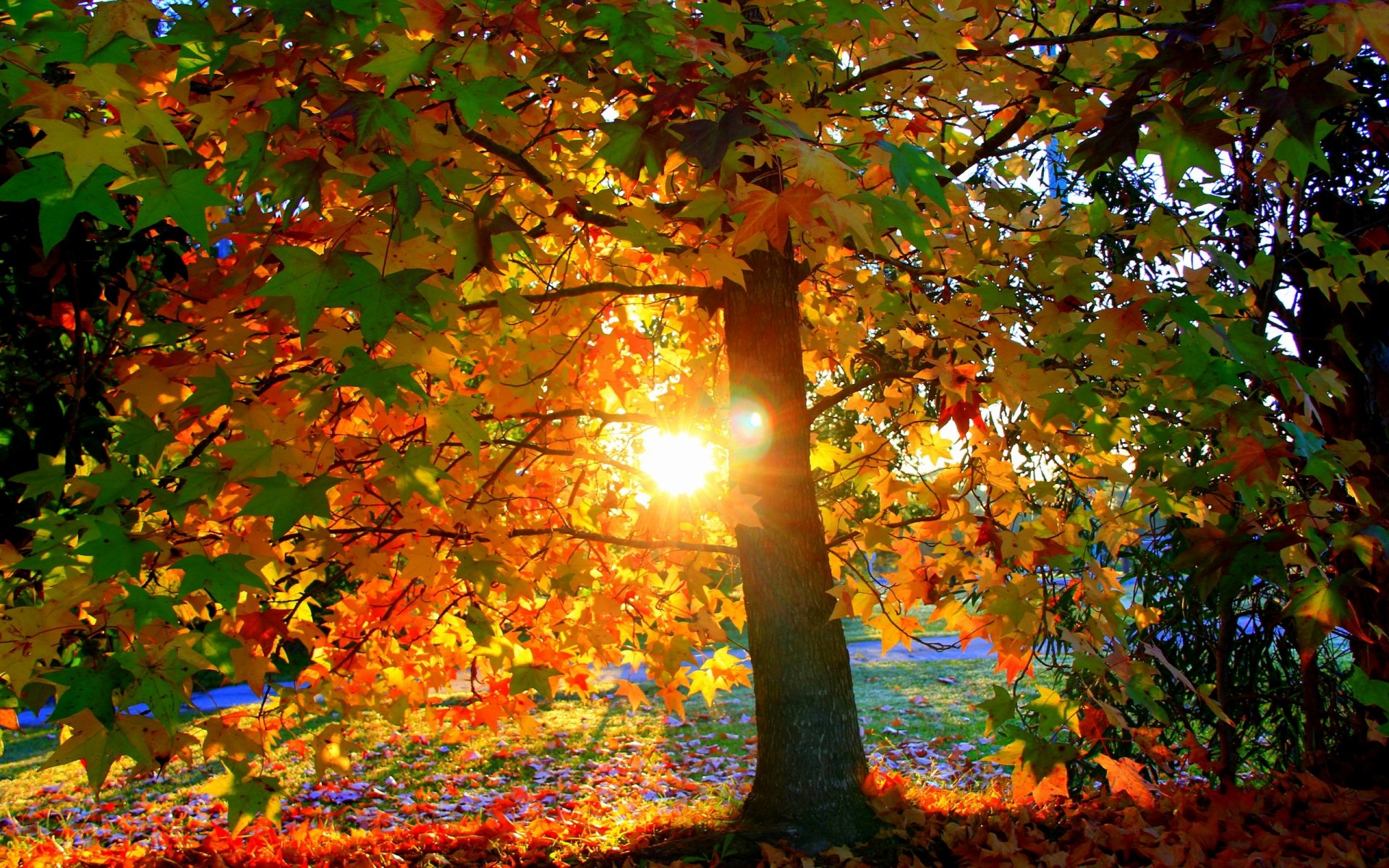 albero foglie luce autunno sole tramonto fogliame parco