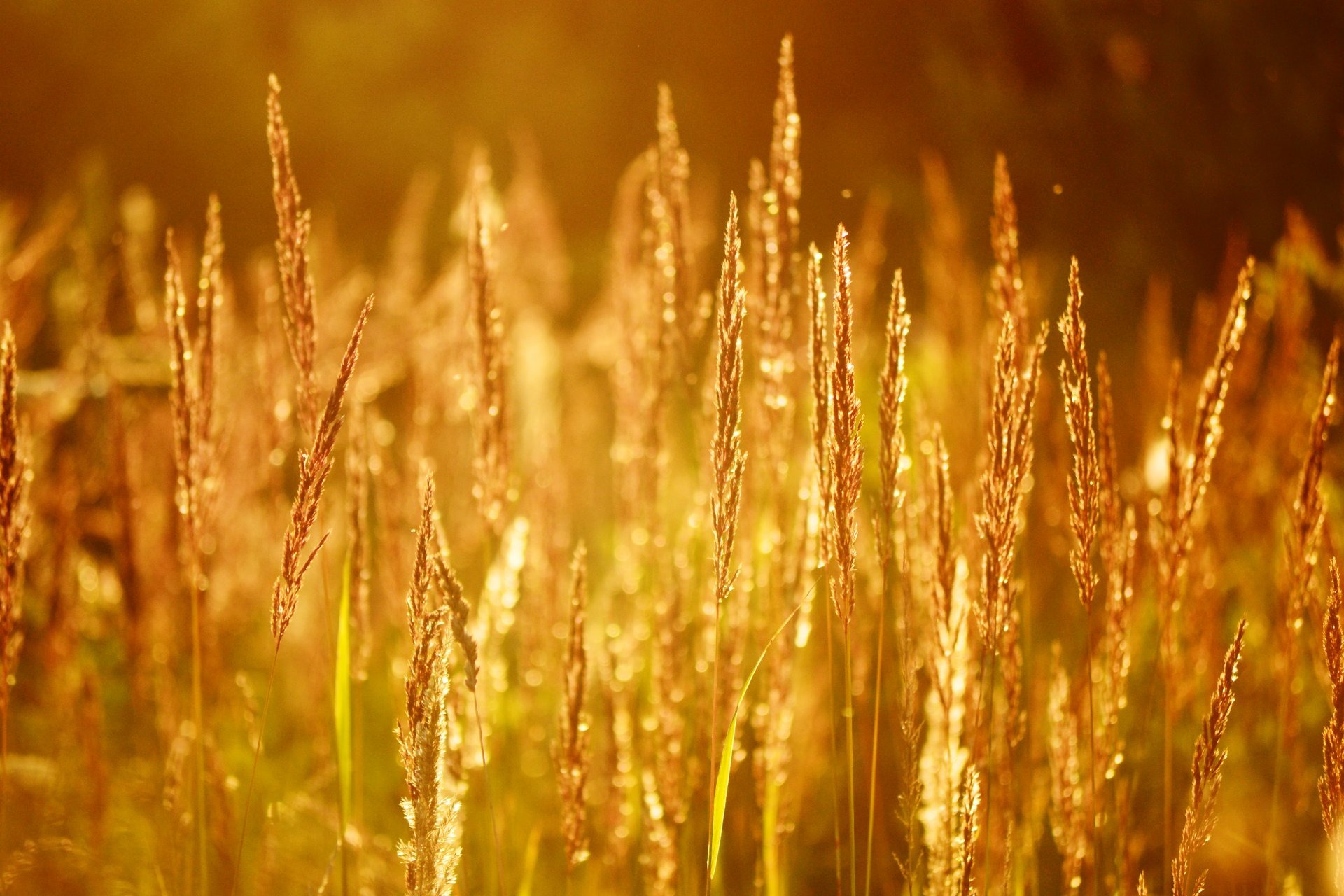 épis été nature coucher de soleil soleil