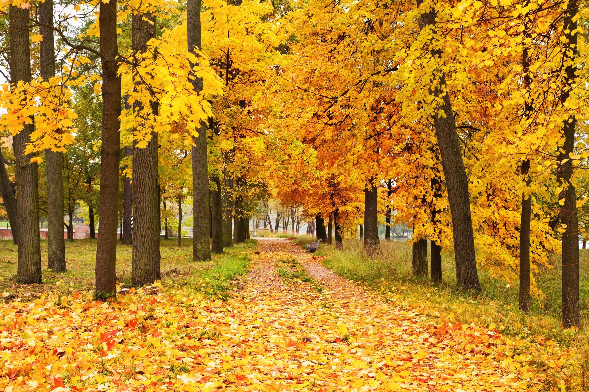 autunno foglie foresta alberi