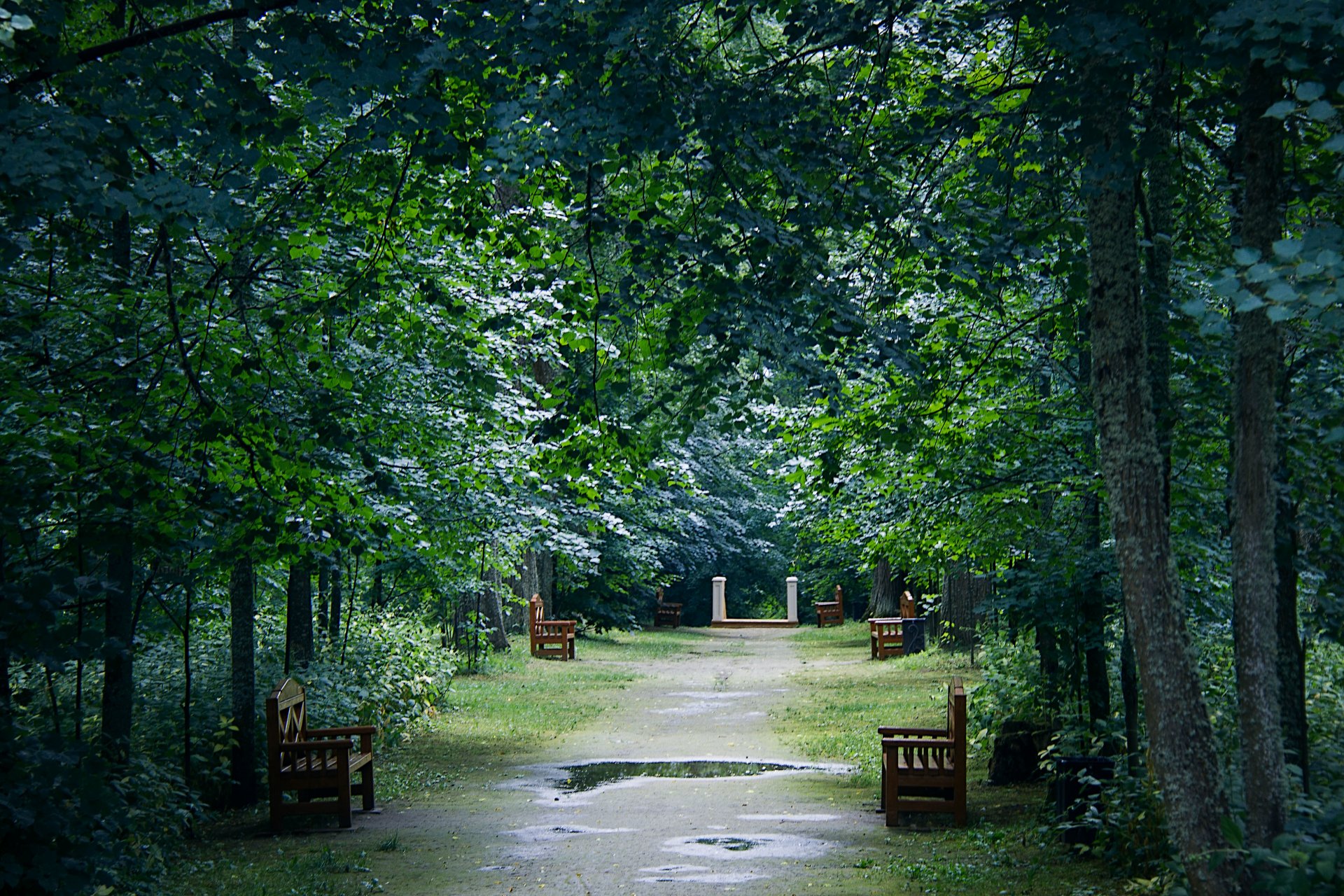 po deszczu kałuże odbicie ławki park drzewa