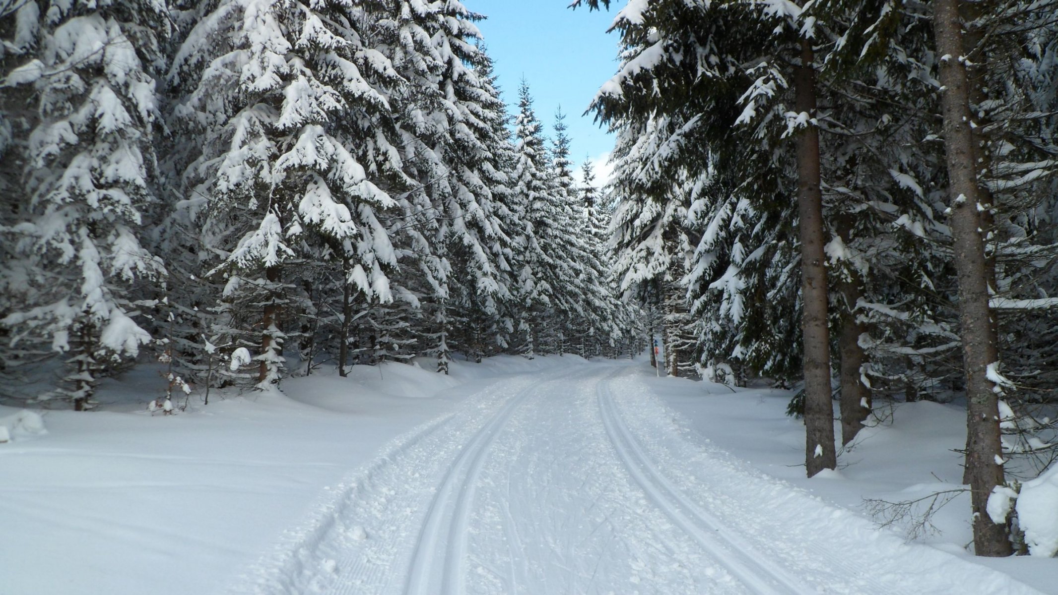 winter forest snow czech republic bohemia šumava narodni park šumava prášily