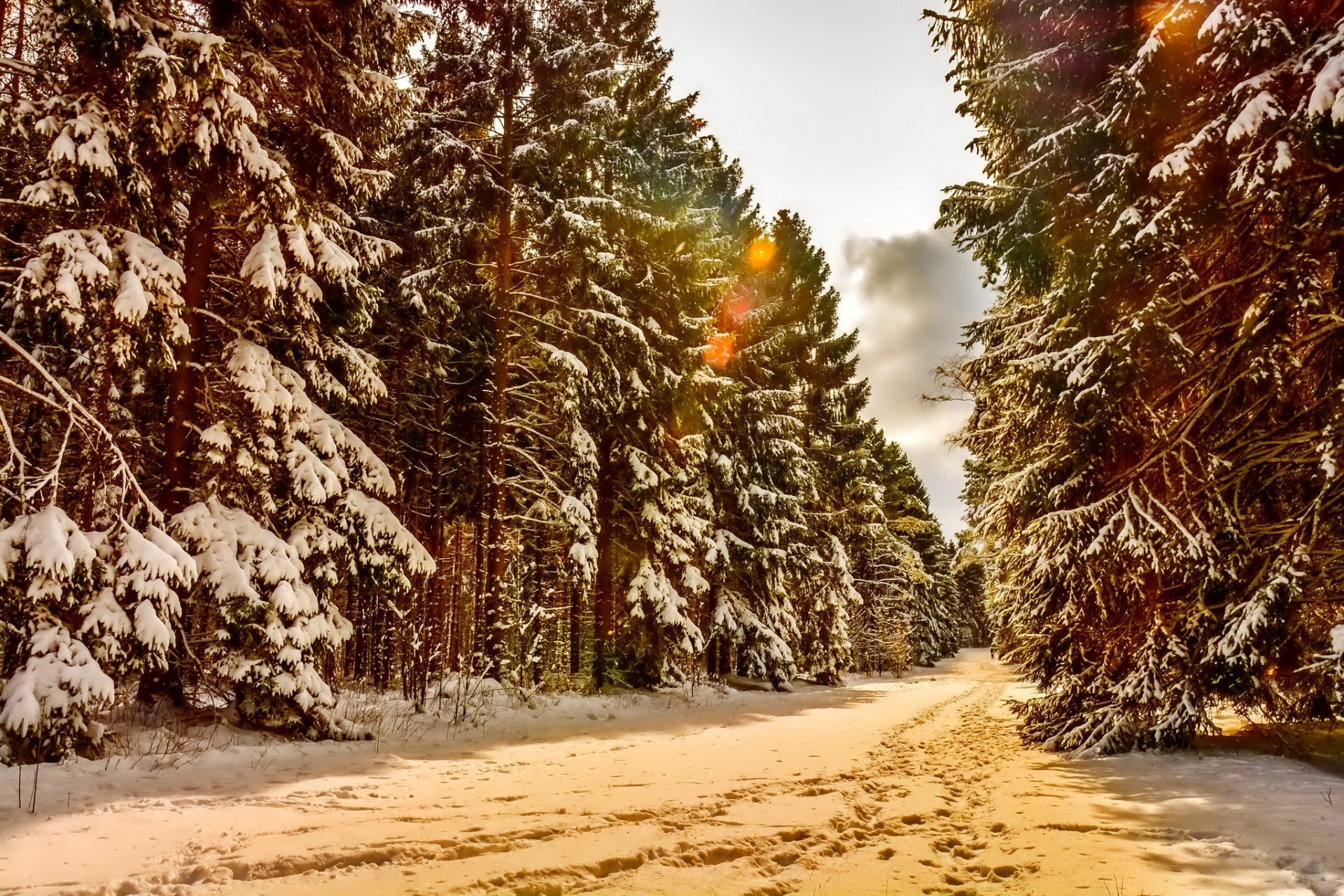 landscape winter snow tree forest path