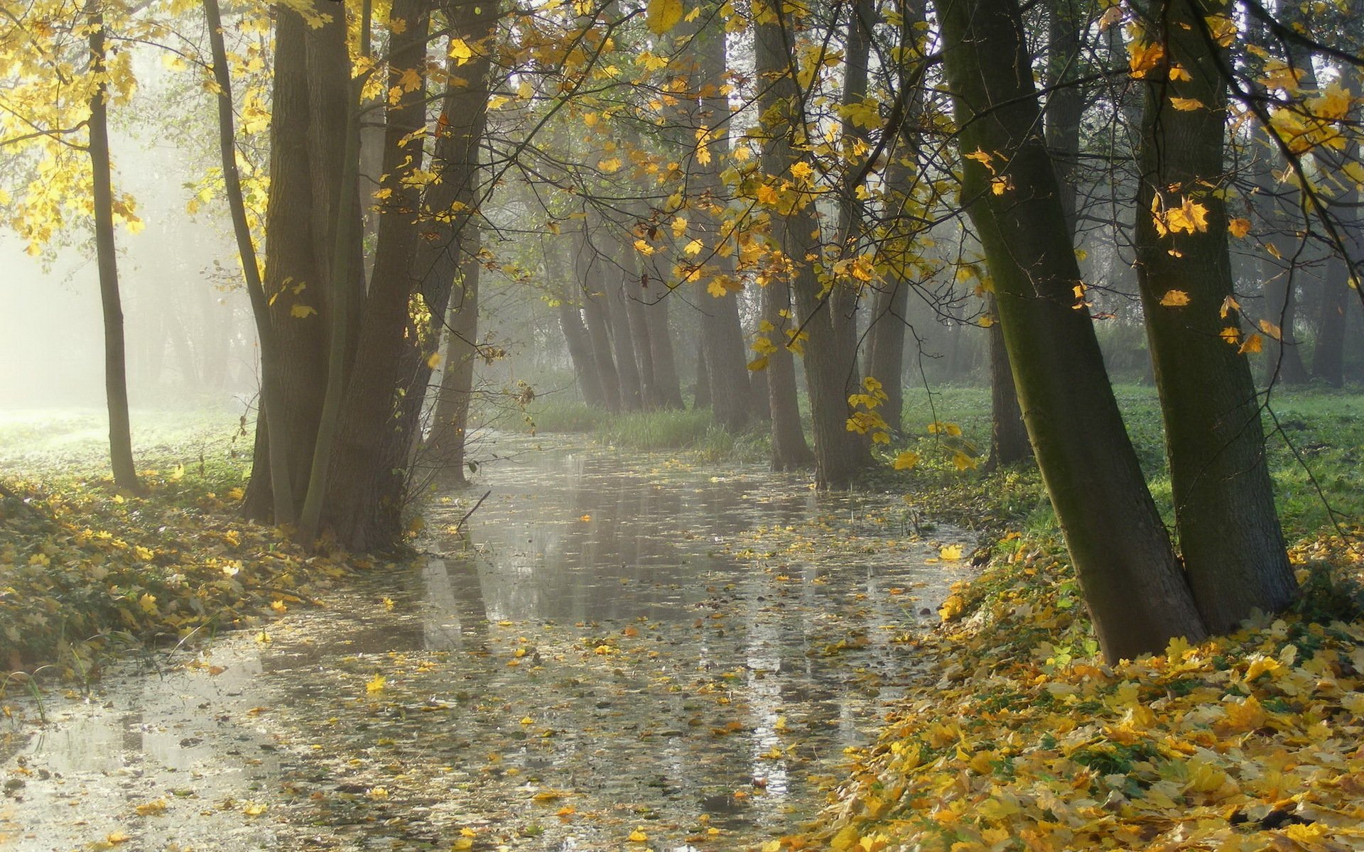 park autumn fog leaves nature