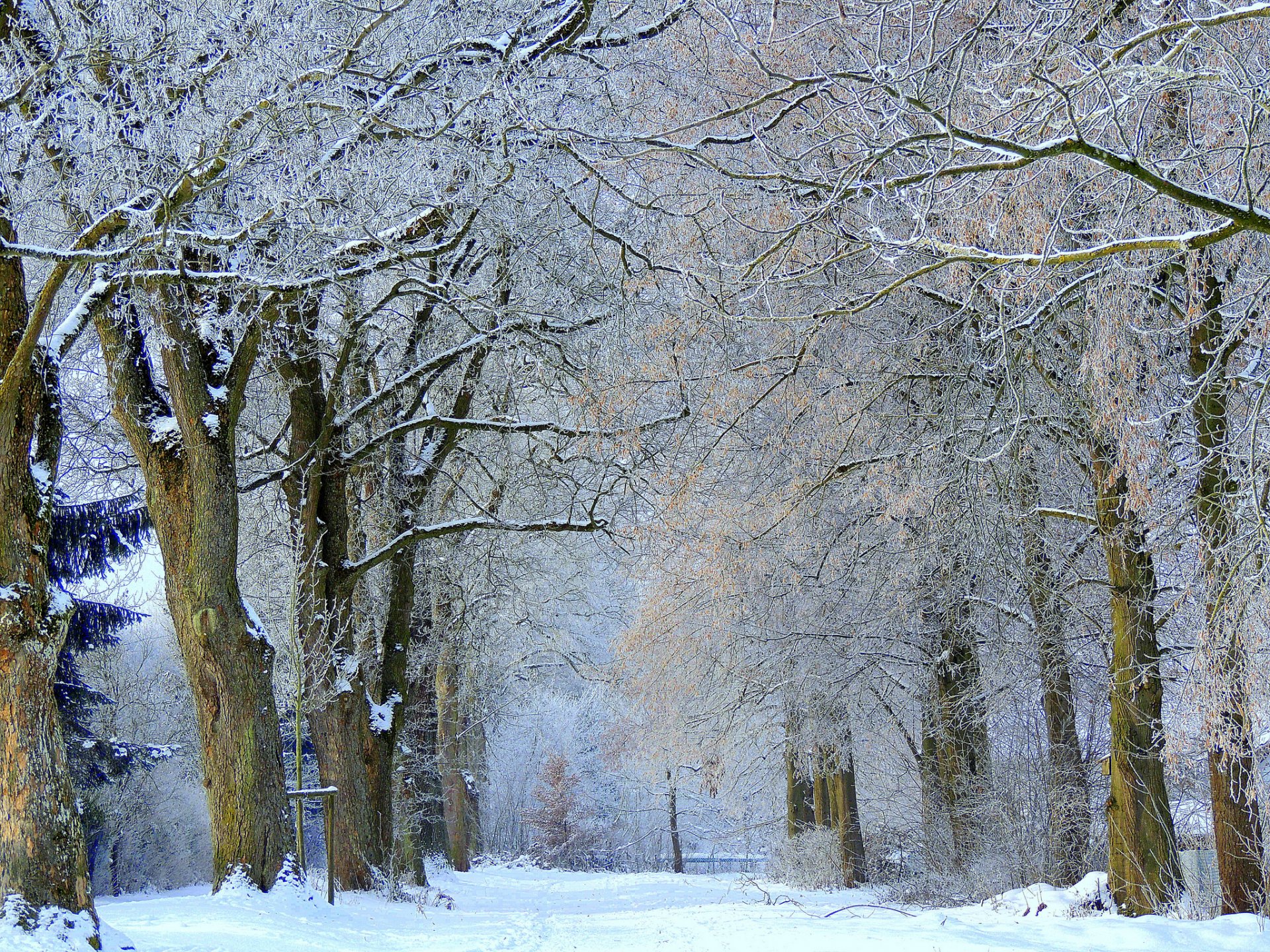 inverno neve alberi gelo vicolo