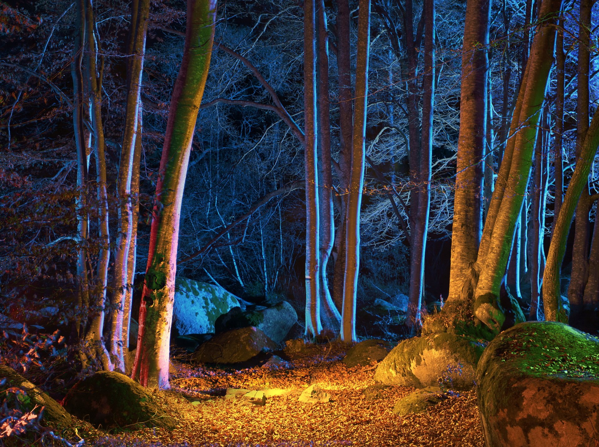 forest autumn tree night leaves nature photo