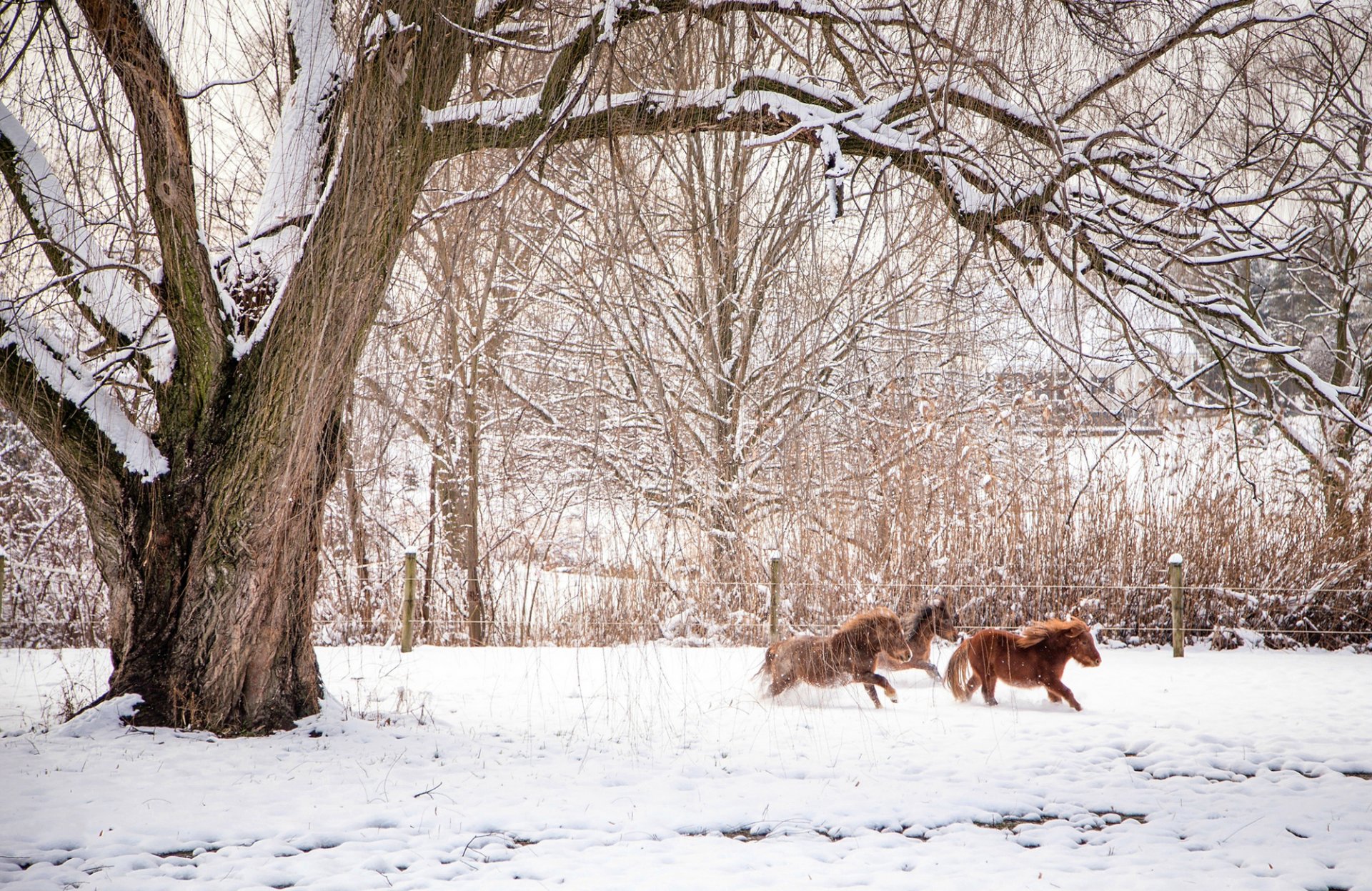 hiver nature arbres branches animaux chevaux chevaux clôture neige