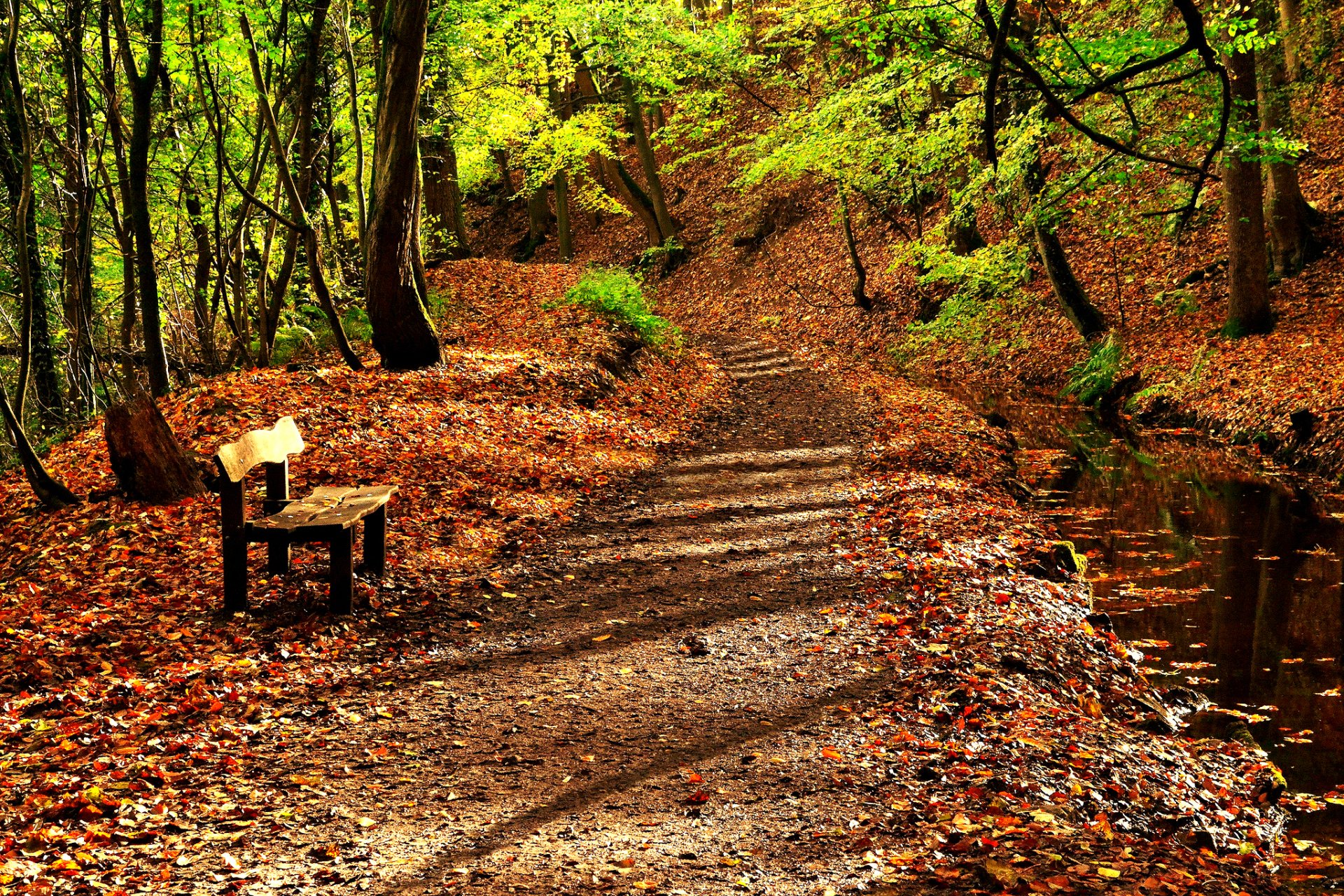 naturaleza camino árboles otoño hojas agua río