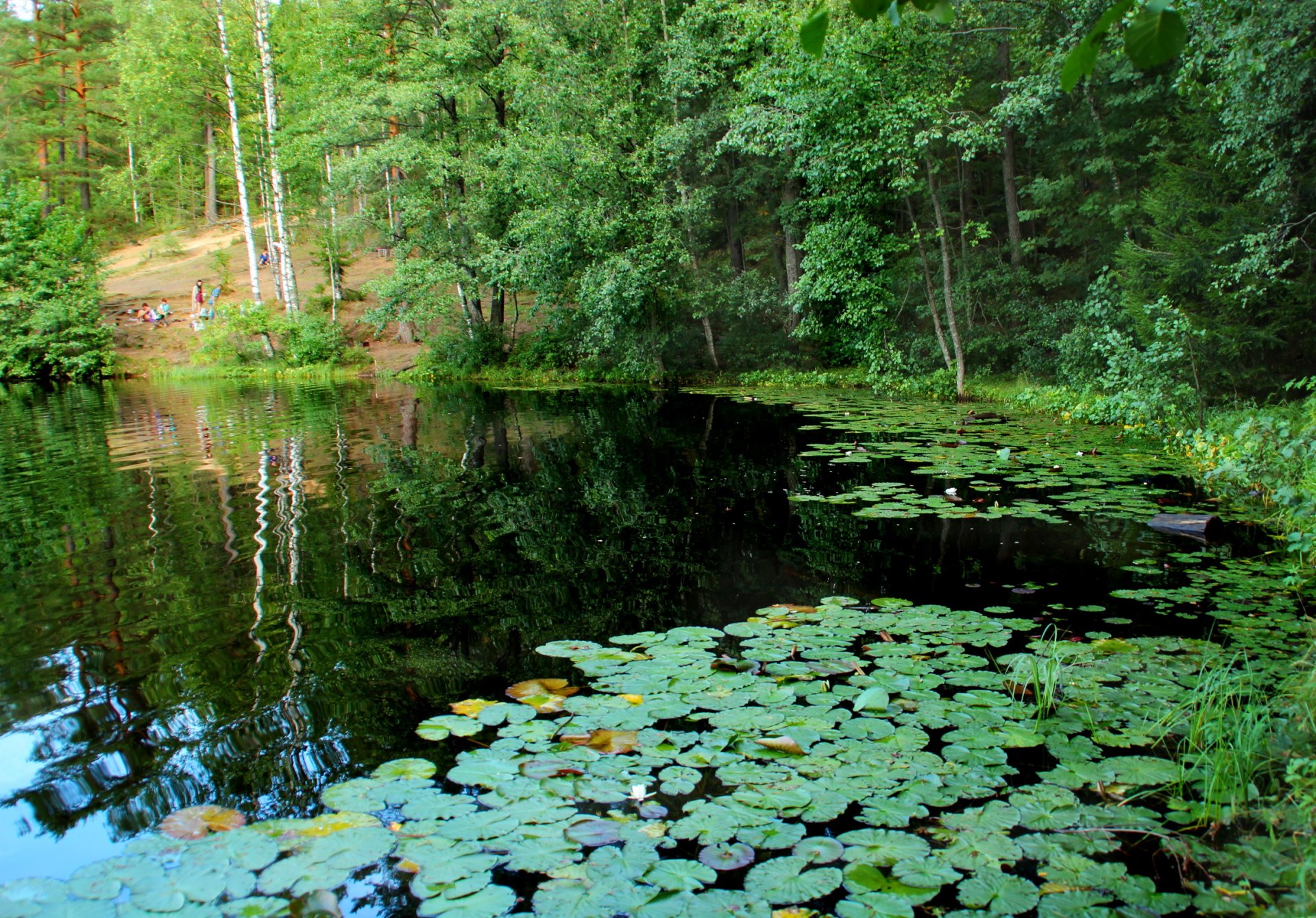 lake st. petersburg water lilies russia squads komarovo nature photo