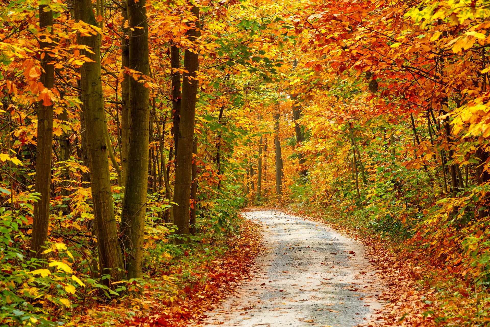 naturaleza otoño temporada árboles carretera estaciones de otoño