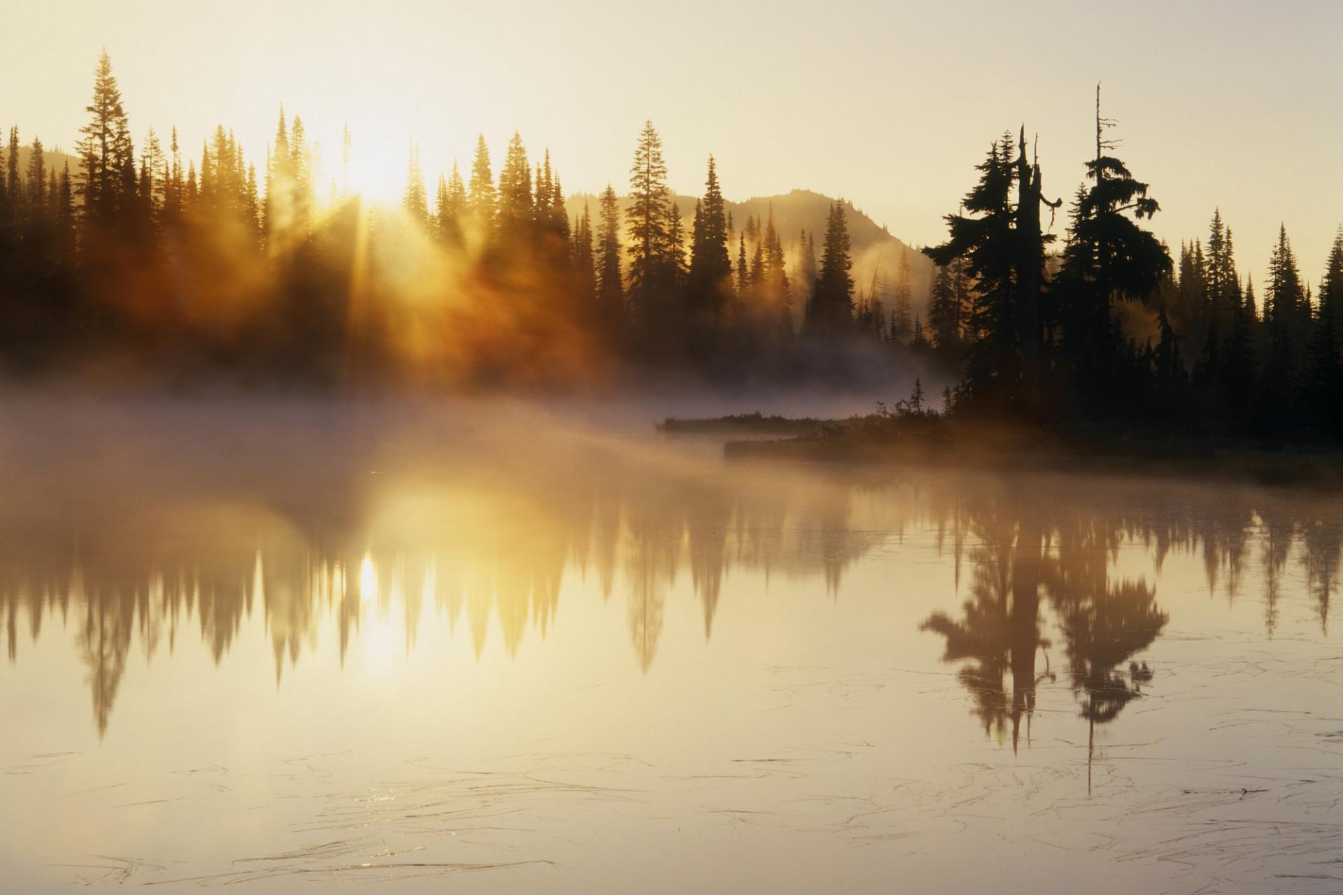 río árboles niebla amanecer