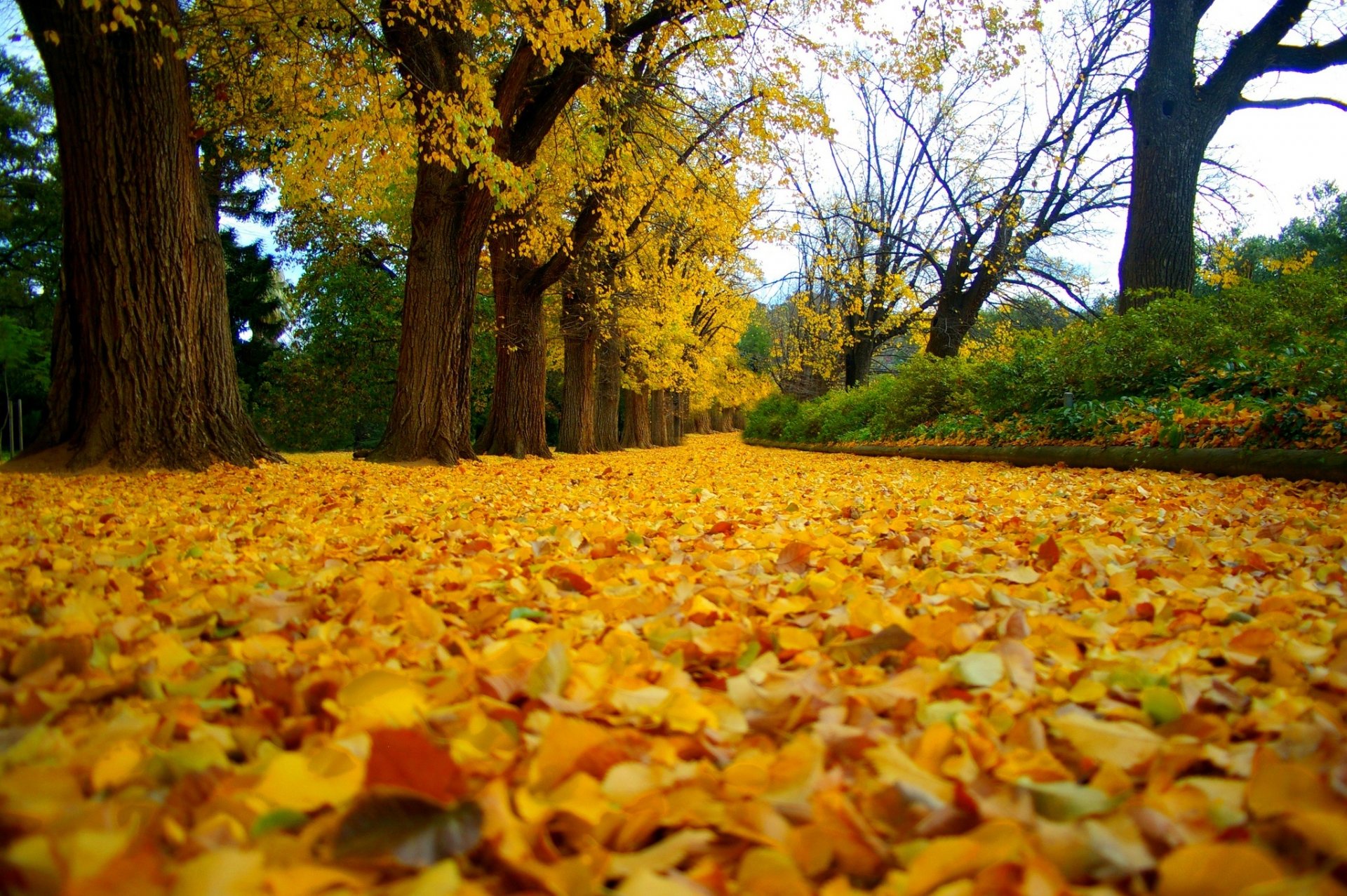 natura foresta parco alberi foglie colorato strada autunno caduta colori passeggiata