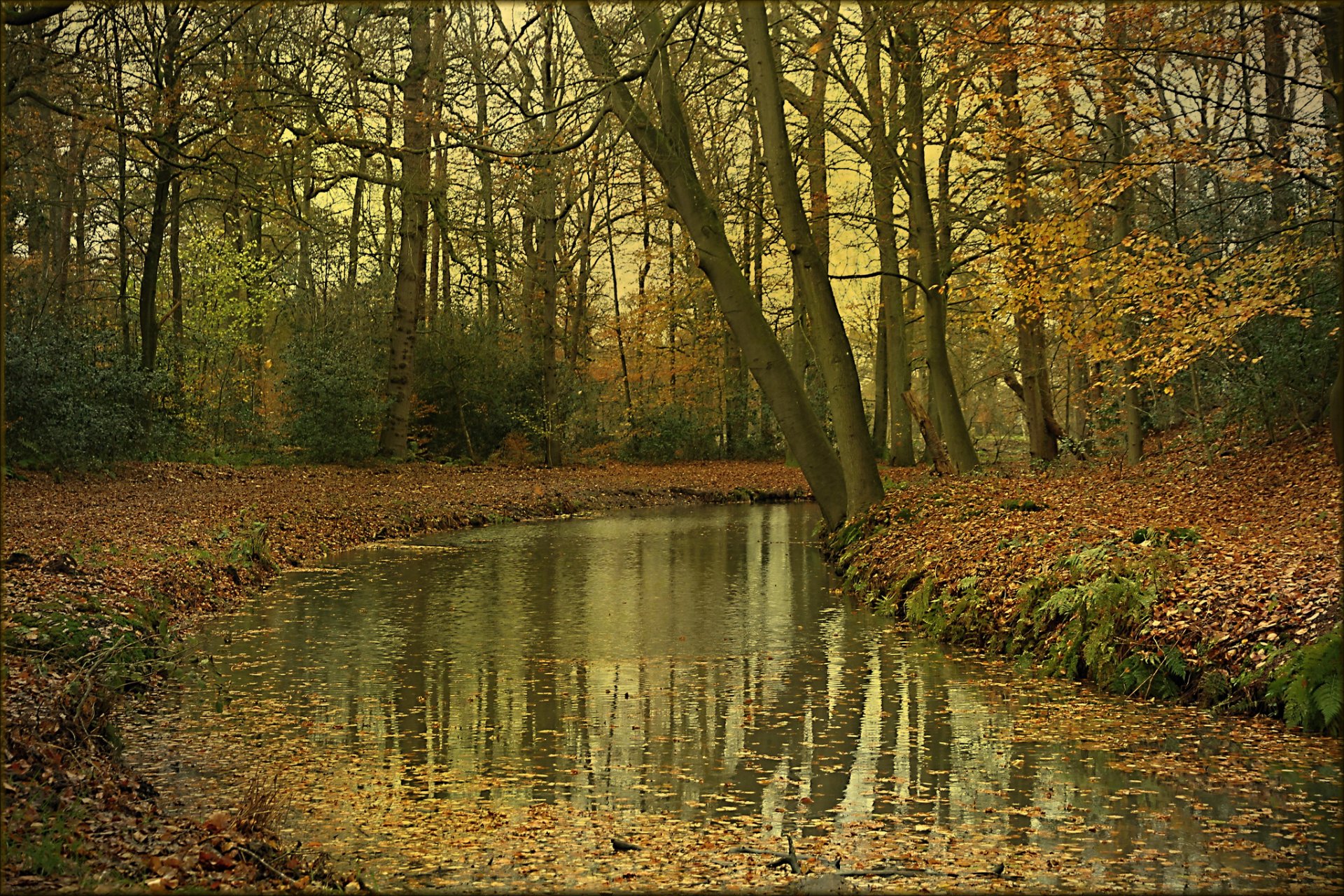 bosque río otoño